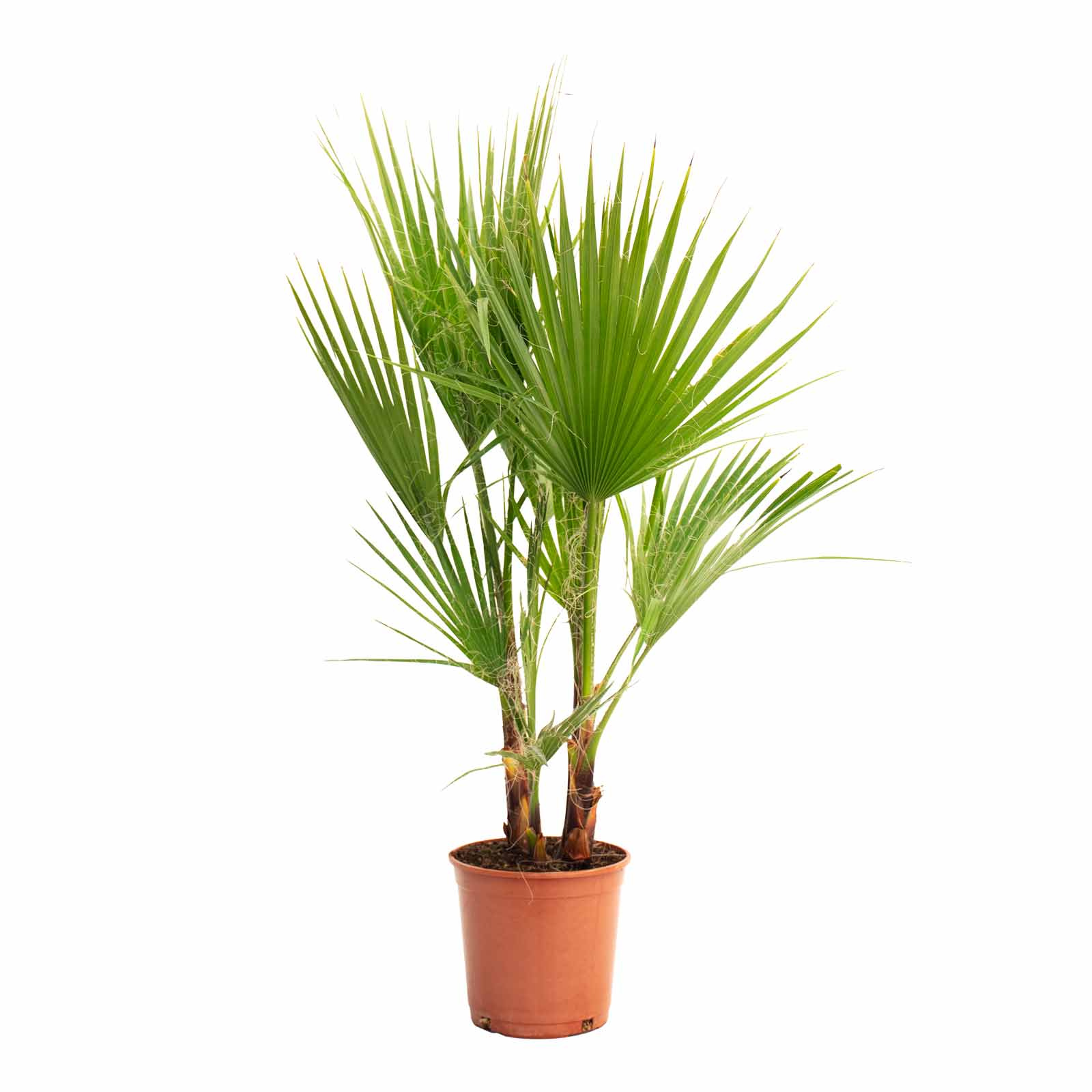 planta de exterior palmeira árvore jardim varanda palmeira mexicana washingtonia robusta resistente fácil de cuidar com folhas em forma de leque em verde claro em vaso de plástico